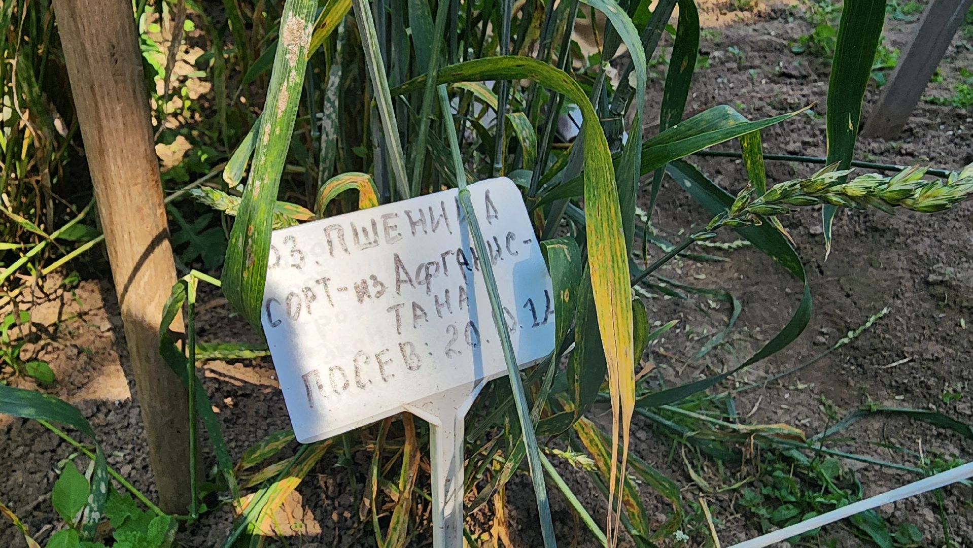 ступино, сельское хозяйство, образование,