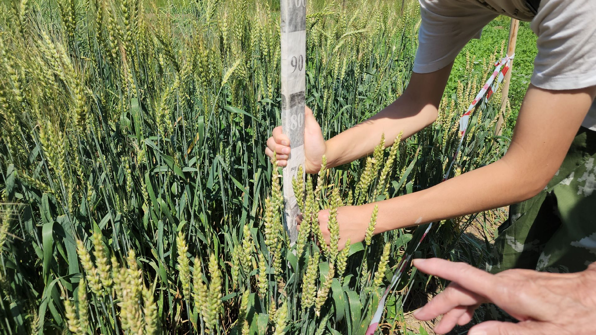 ступино, сельское хозяйство, образование,