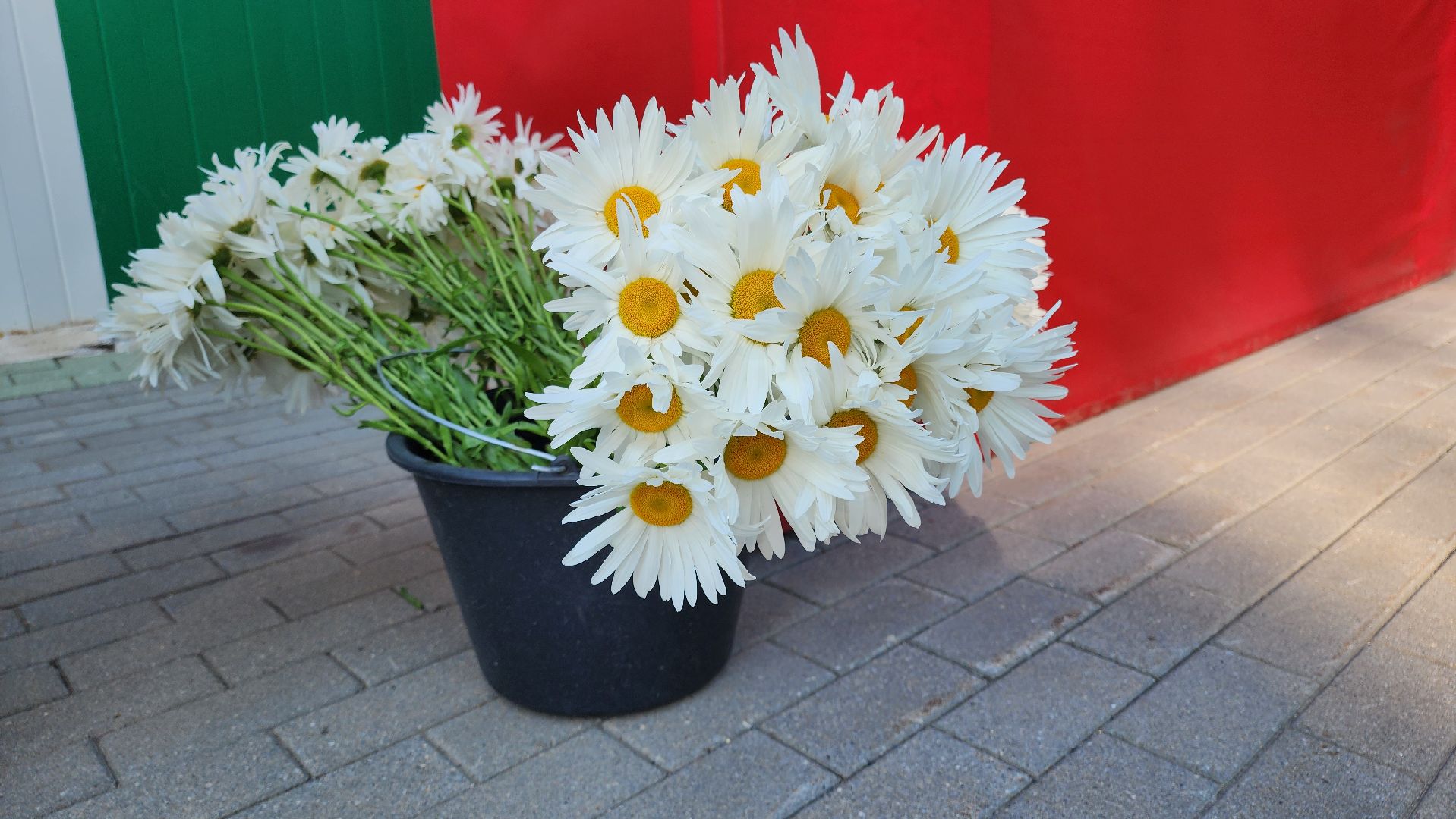 кашира, праздник, день семьи любви и верности, парк, акция,  волонтеры, раздача цветов,