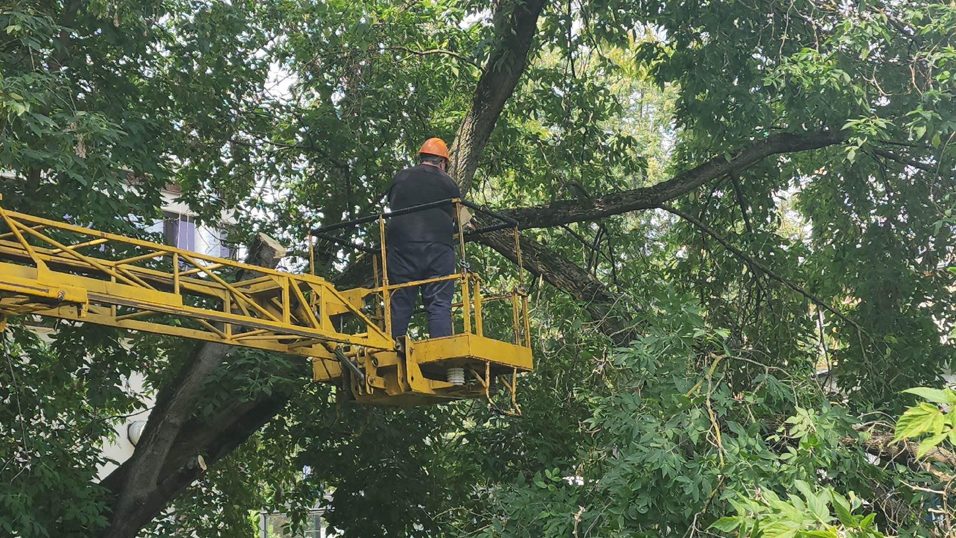вертикалки, ивантеевка, опиловка, опилить деревья, опиловка деревьев,кронирование, коммунальная служба,