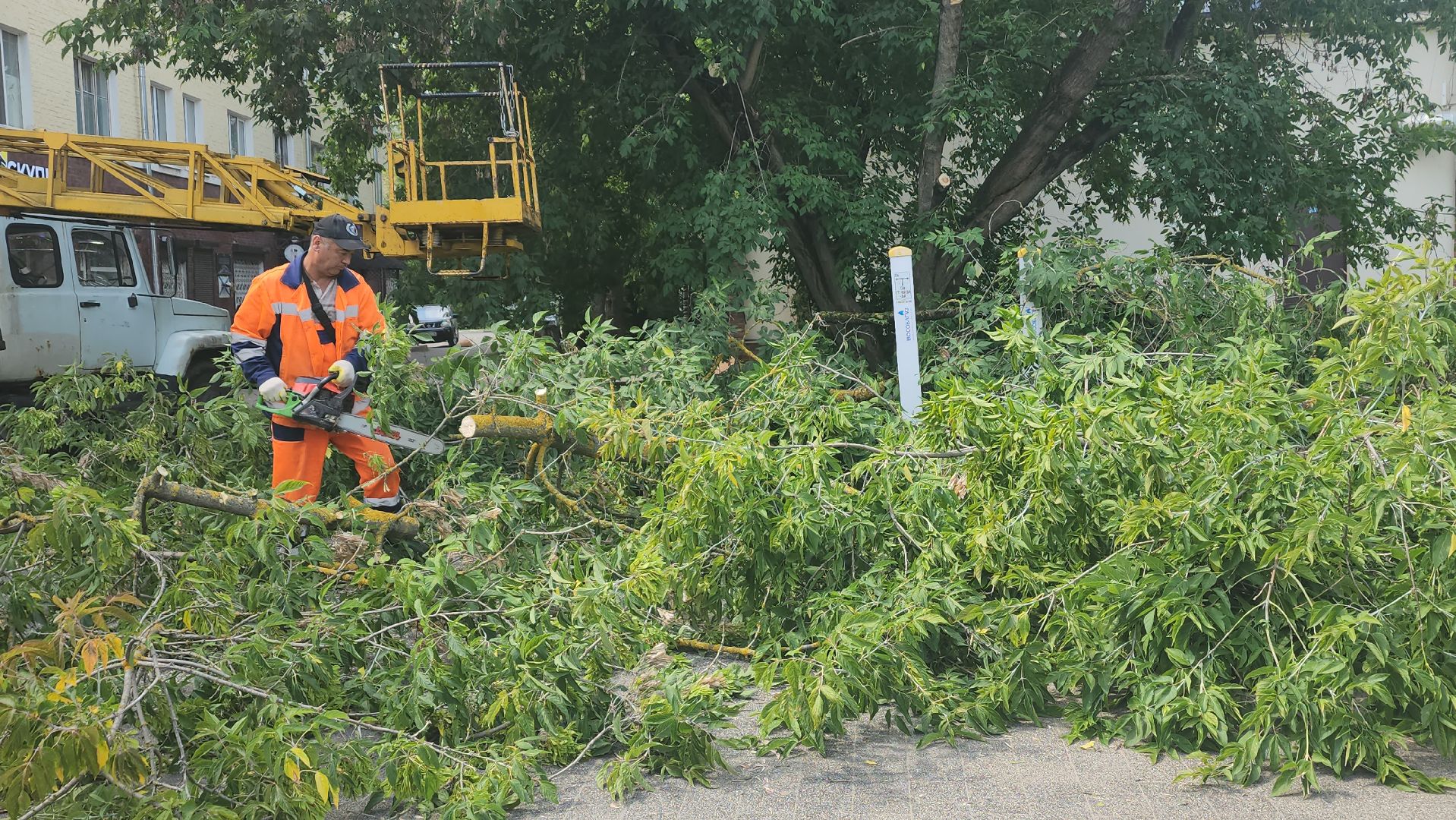 вертикалки, ивантеевка, опиловка, опилить деревья, опиловка деревьев,кронирование, коммунальная служба,
