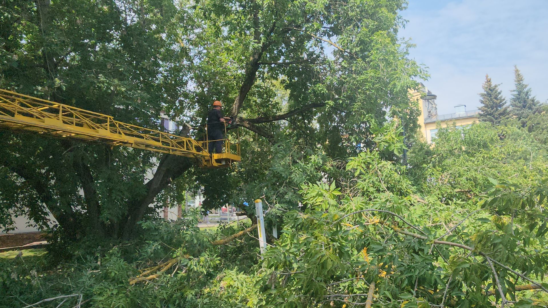 вертикалки, ивантеевка, опиловка, опилить деревья, опиловка деревьев,кронирование, коммунальная служба,