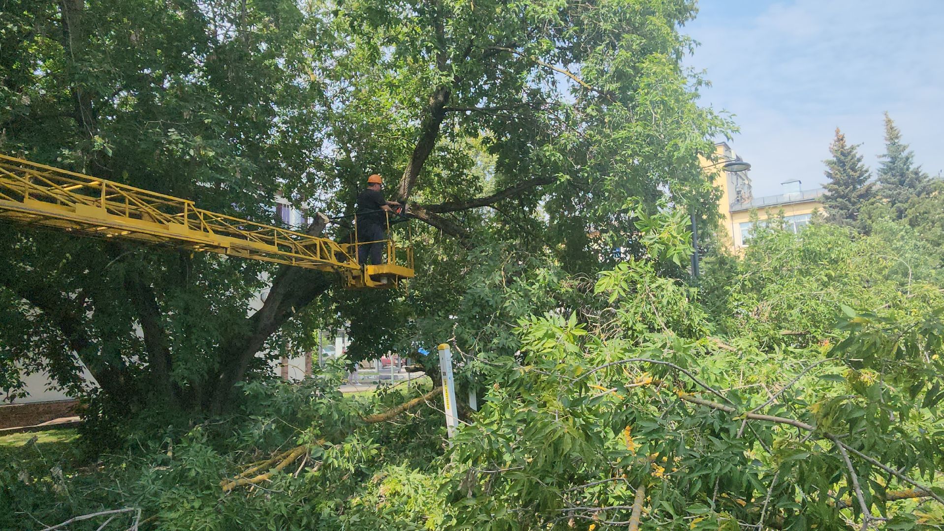 вертикалки, ивантеевка, опиловка, опилить деревья, опиловка деревьев,кронирование, коммунальная служба,