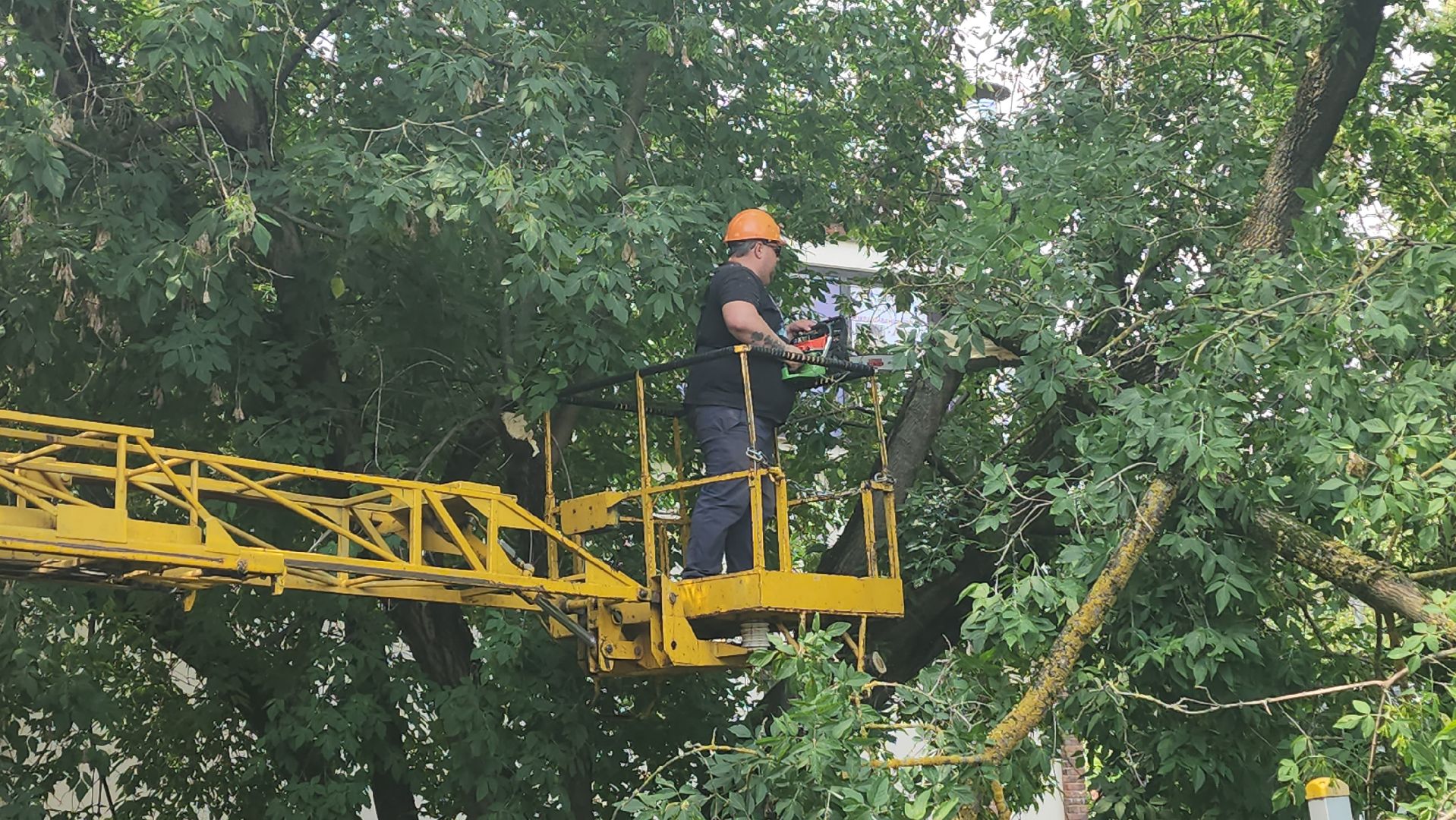 вертикалки, ивантеевка, опиловка, опилить деревья, опиловка деревьев,кронирование, коммунальная служба,