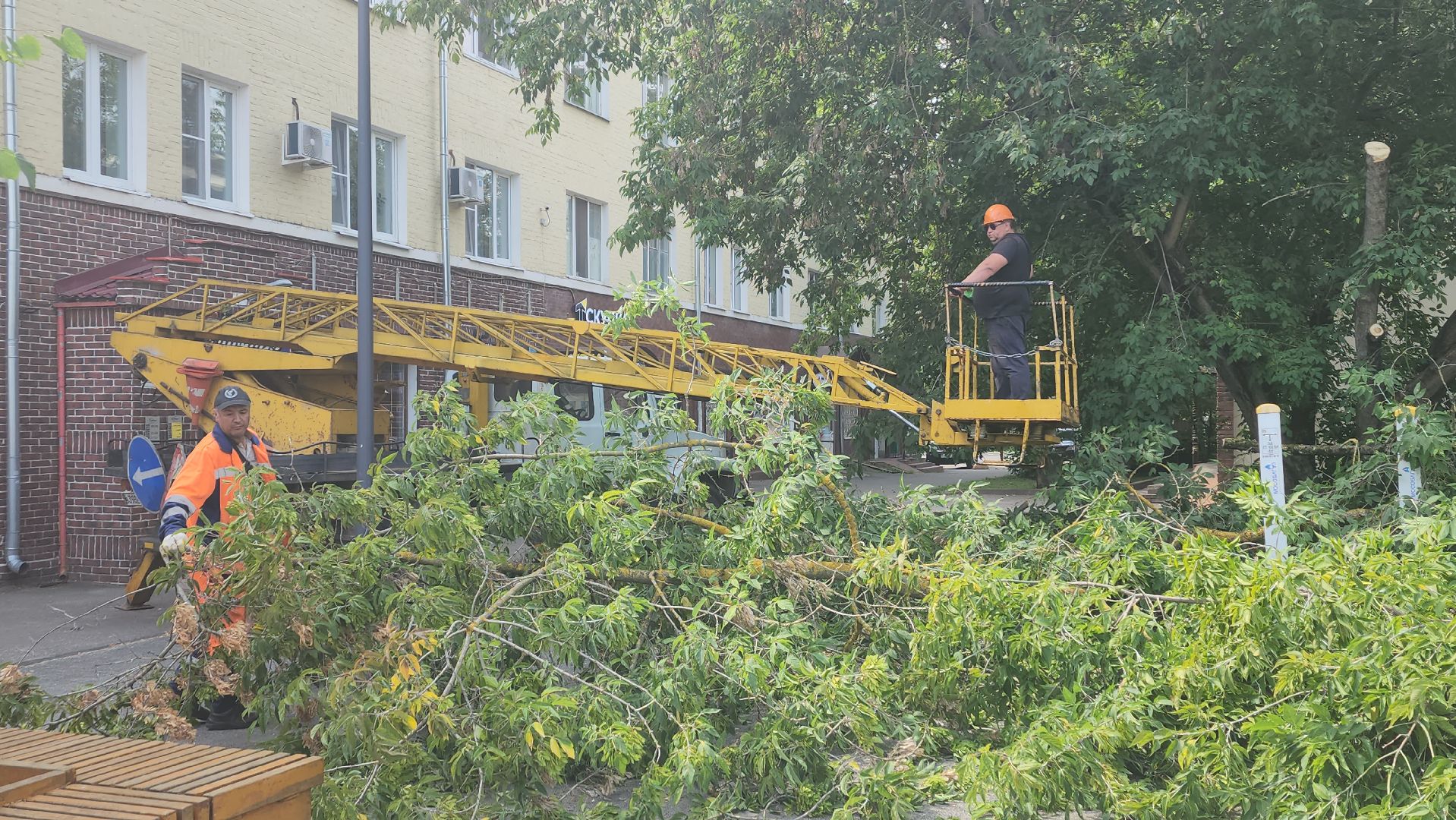 вертикалки, ивантеевка, опиловка, опилить деревья, опиловка деревьев,кронирование, коммунальная служба,