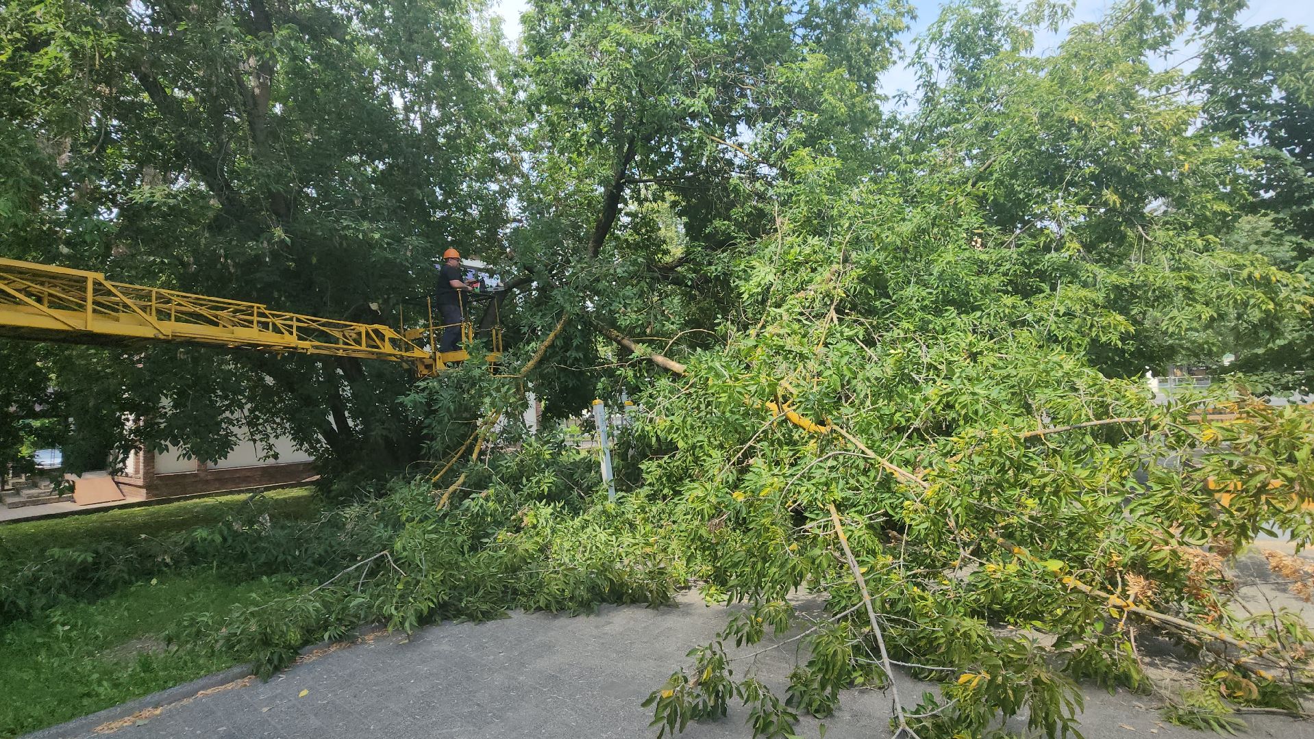 вертикалки, ивантеевка, опиловка, опилить деревья, опиловка деревьев,кронирование, коммунальная служба,