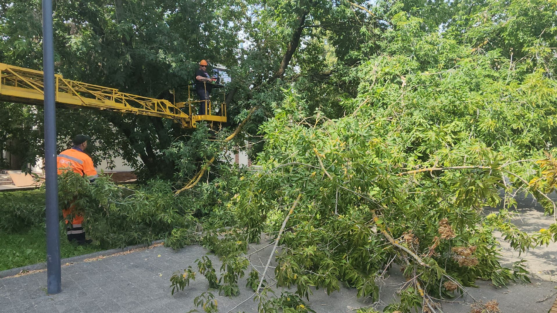 вертикалки, ивантеевка, опиловка, опилить деревья, опиловка деревьев,кронирование, коммунальная служба,