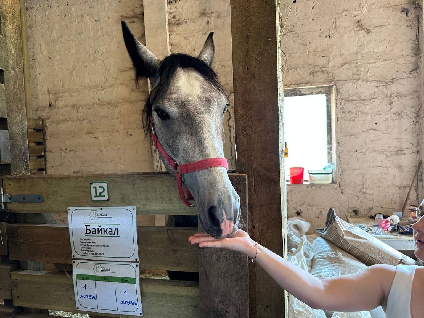 летний лагерь, домодедово, конюшня,