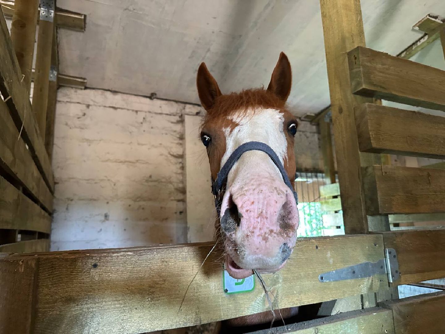 летний лагерь, домодедово, конюшня,