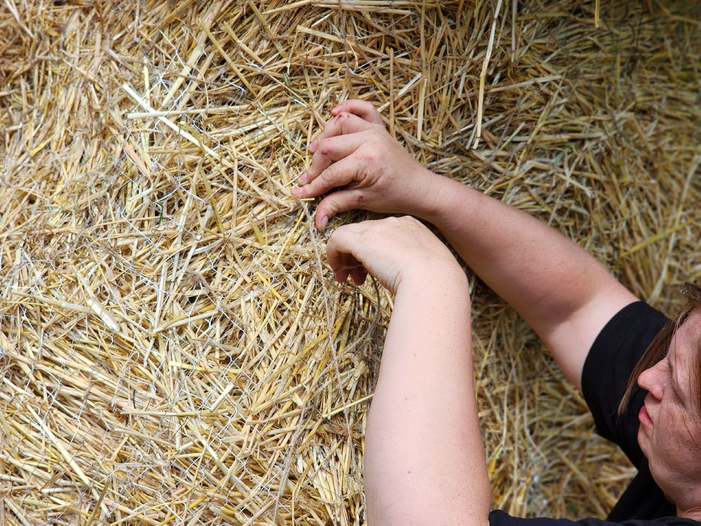 сергиев посад, сергиево-посадский городской округ, владимир алманов, скульптуры из сена, парковые скульптуры, улитки из сена,