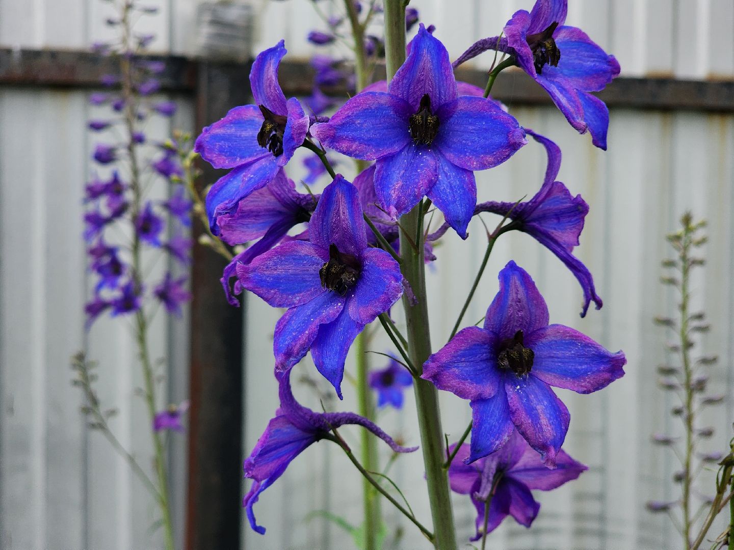красноармейск, городской округ пушкинский, подмосковная дача, экзотические цветы,