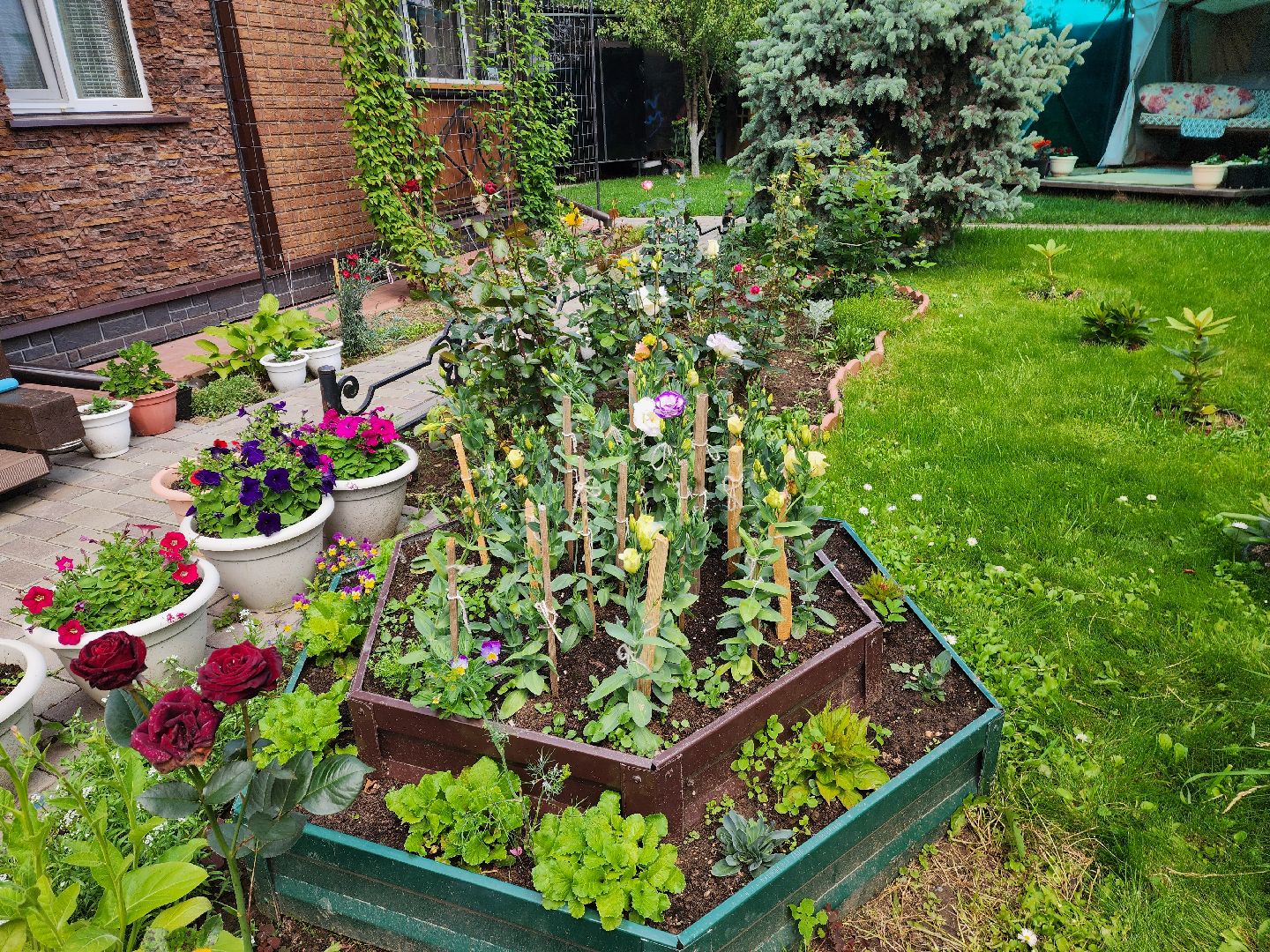 красноармейск, городской округ пушкинский, подмосковная дача, экзотические цветы,