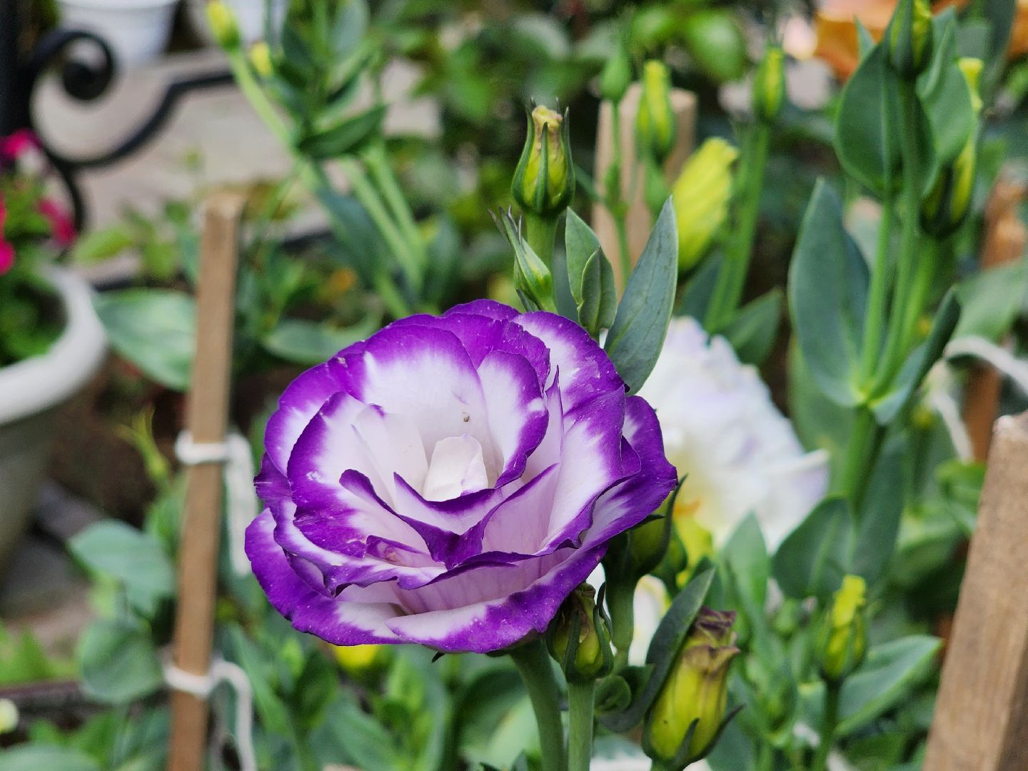 красноармейск, городской округ пушкинский, подмосковная дача, экзотические цветы,