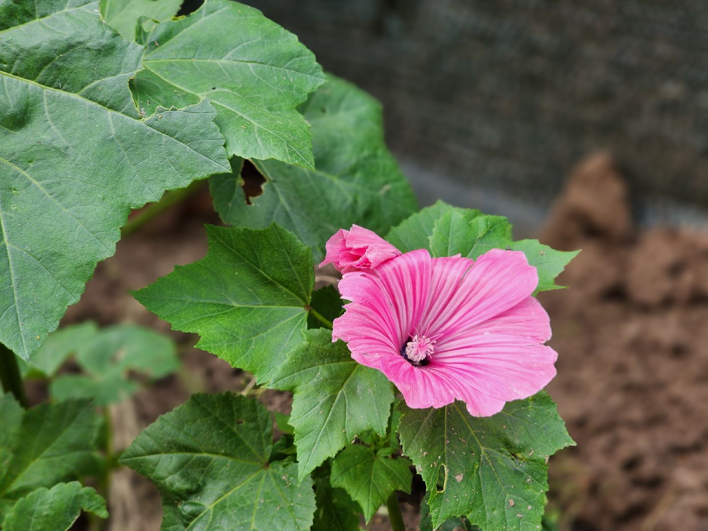 красноармейск, городской округ пушкинский, подмосковная дача, экзотические цветы,