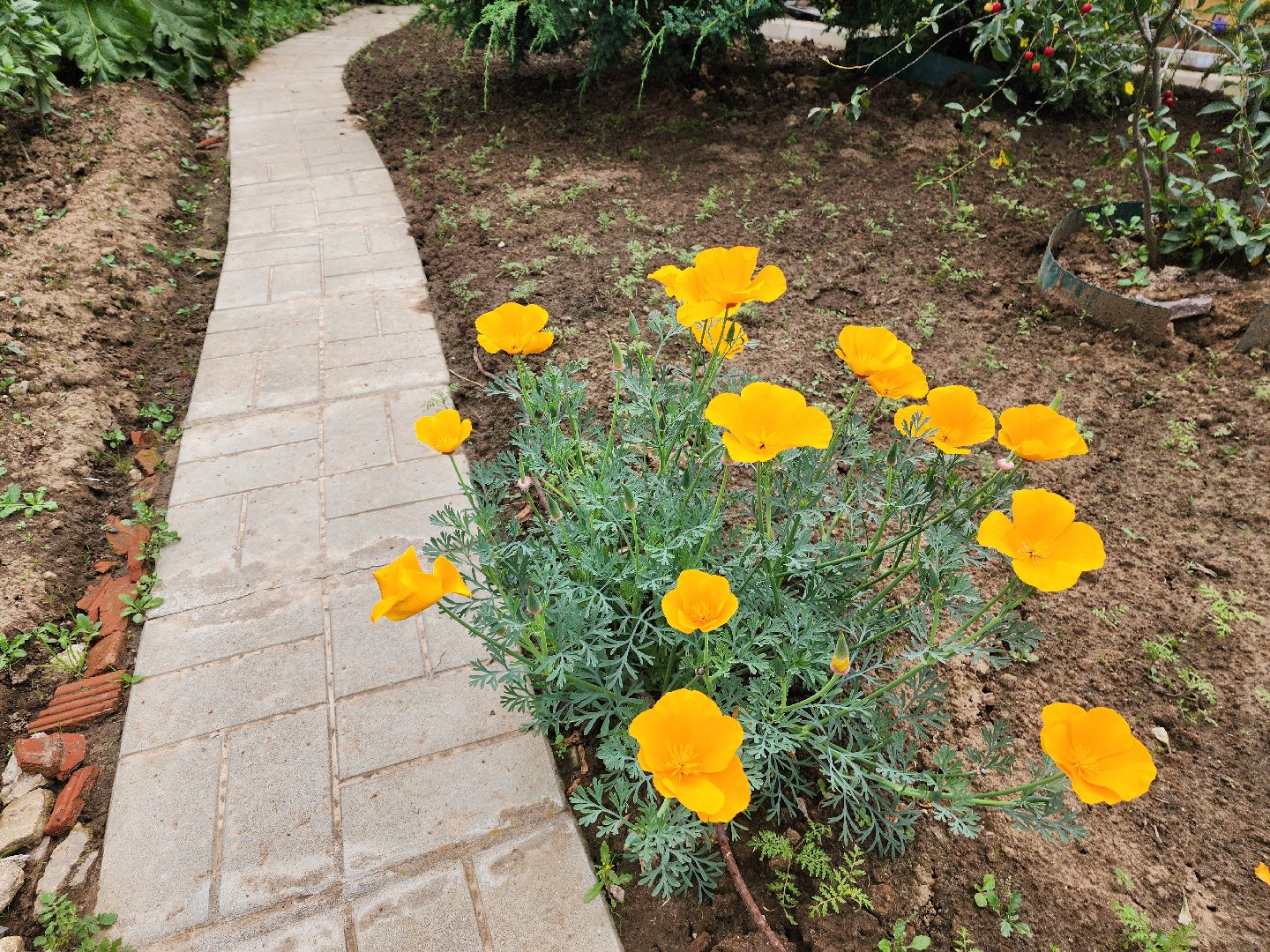 красноармейск, городской округ пушкинский, подмосковная дача, экзотические цветы,