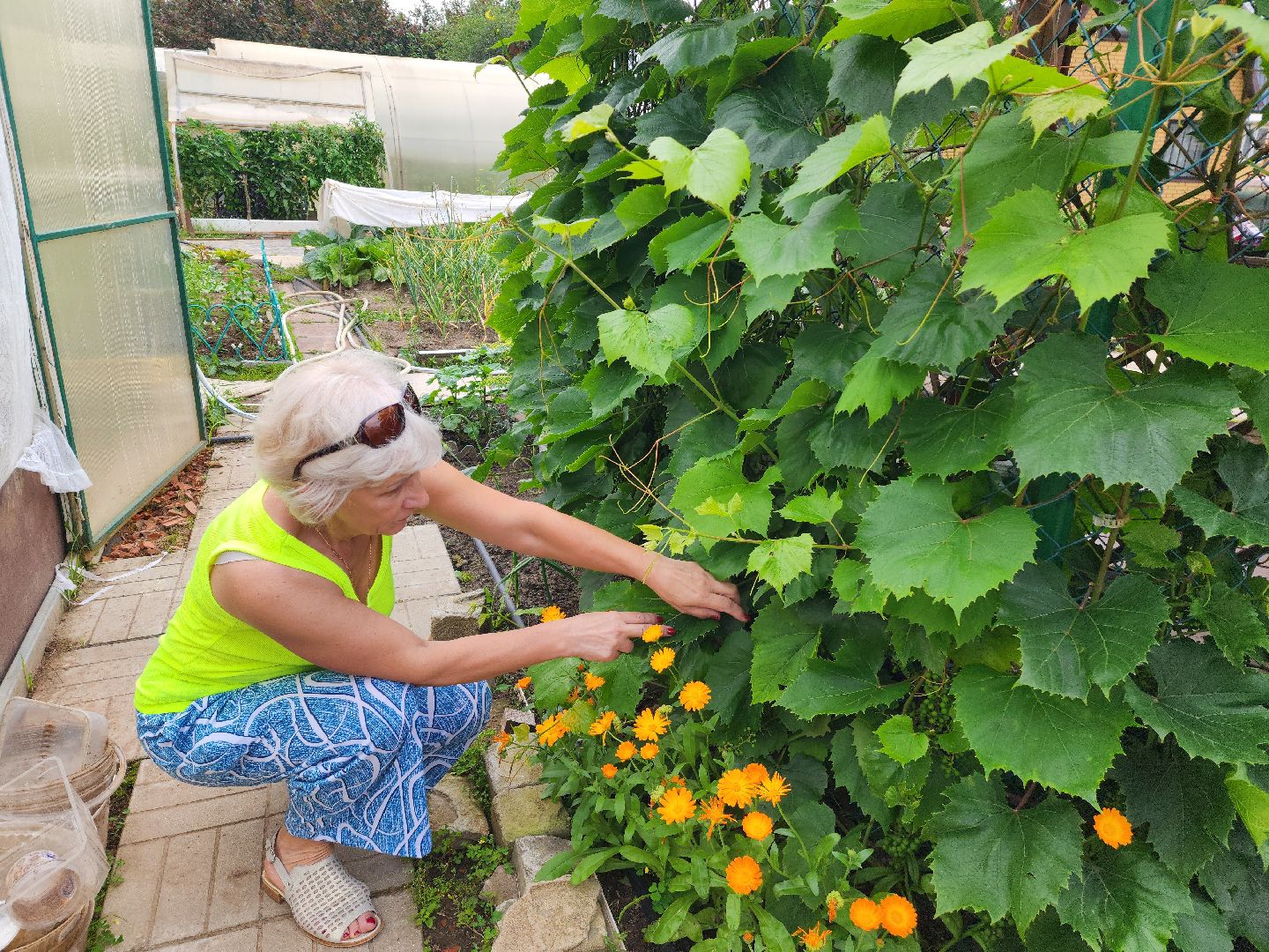красноармейск, городской округ пушкинский, подмосковная дача, экзотические цветы,