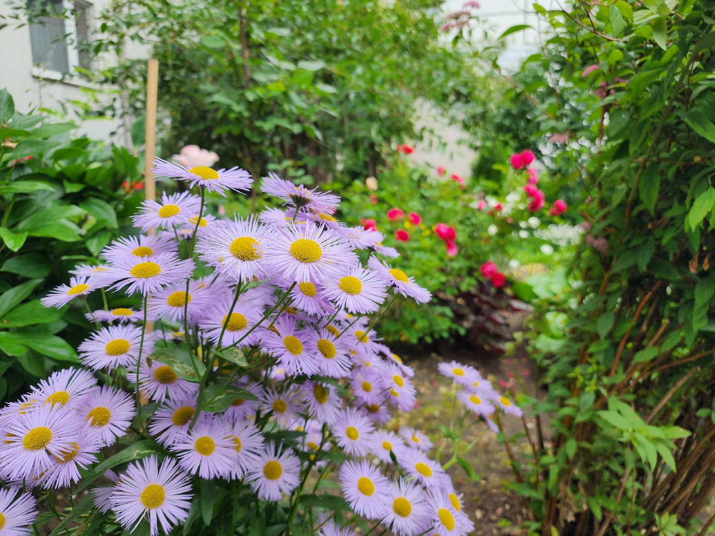 фрязино, цветники, двор-оранжерея, пенсионер, красивый подъезд,