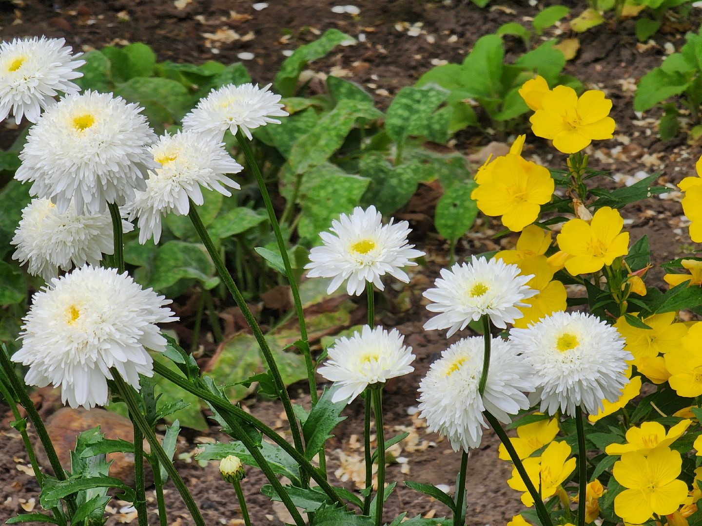 фрязино, цветники, двор-оранжерея, пенсионер, красивый подъезд,
