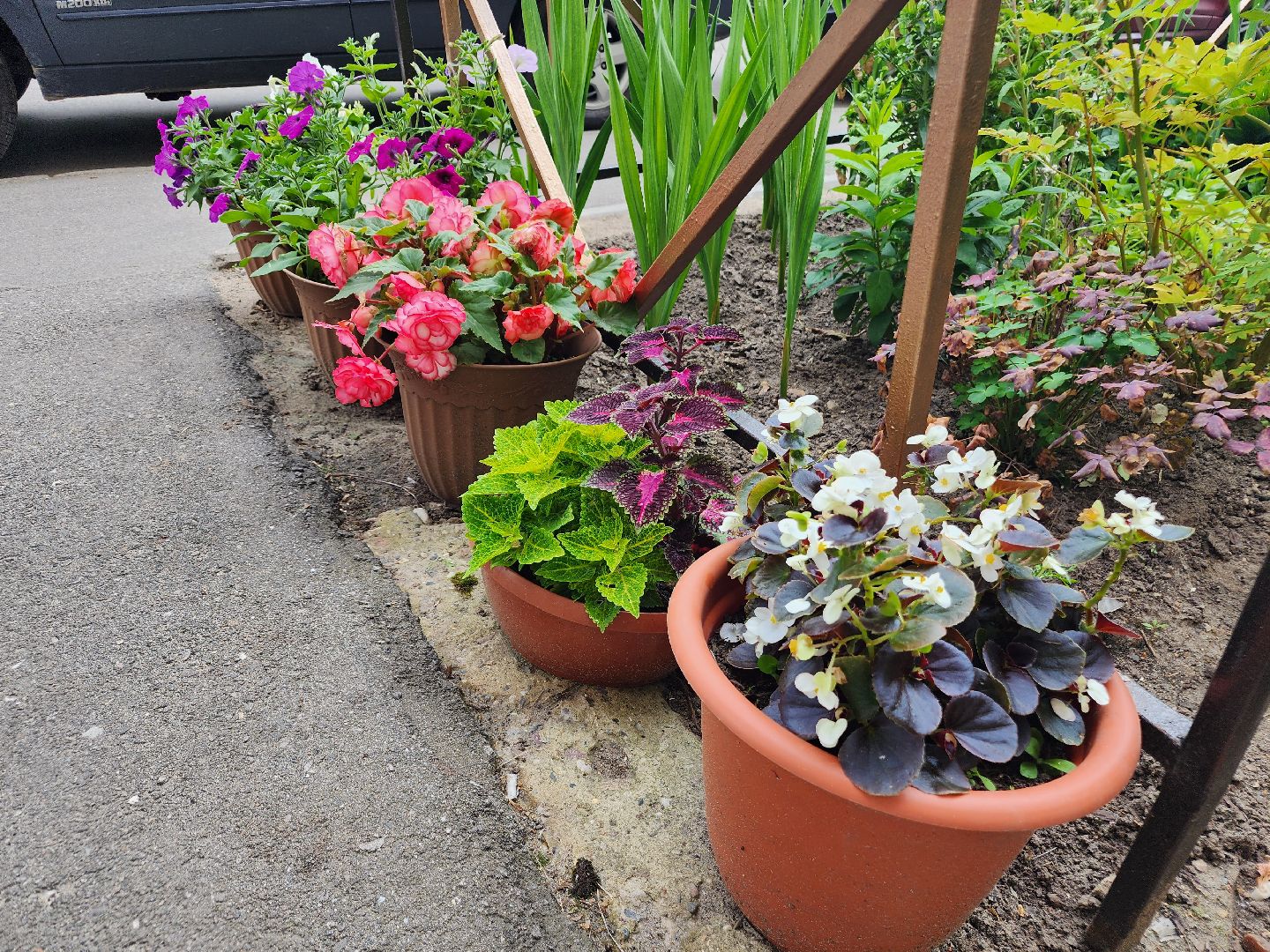 фрязино, цветники, двор-оранжерея, пенсионер, красивый подъезд,