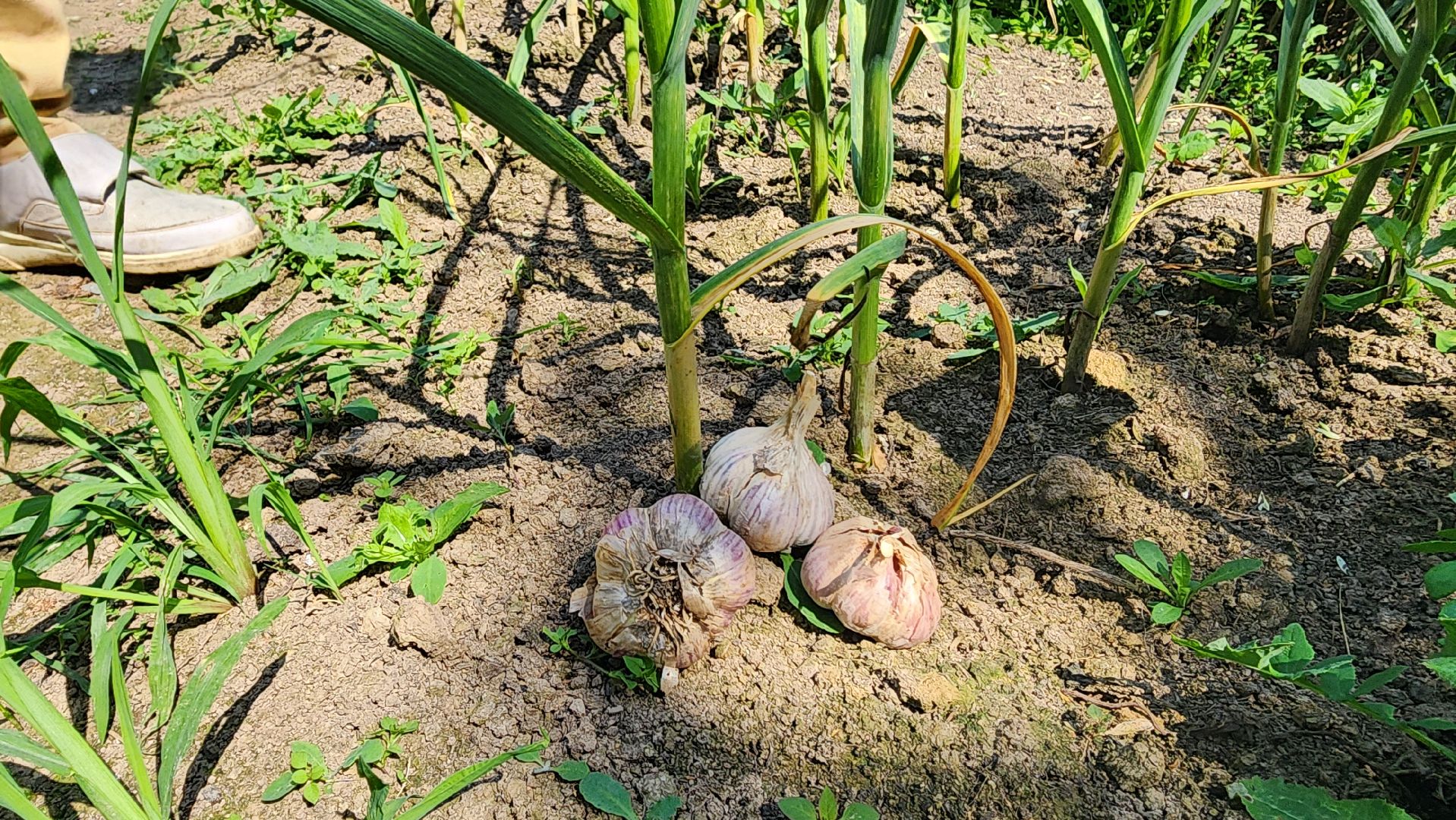 ступино, сельское хозяйство, наука, селекция, образование,