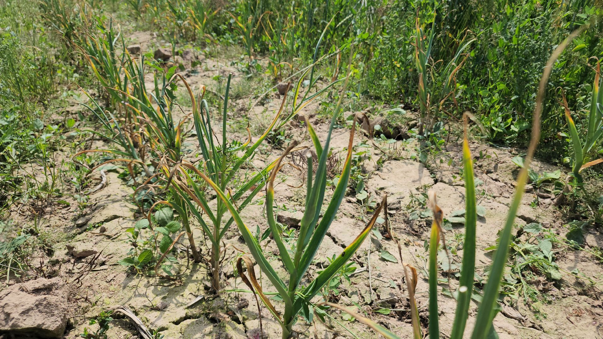 ступино, сельское хозяйство, наука, селекция, образование,