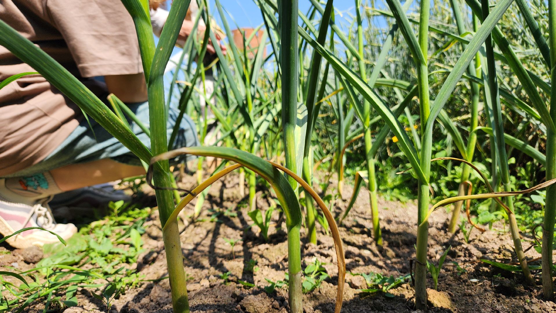 ступино, сельское хозяйство, наука, селекция, образование,