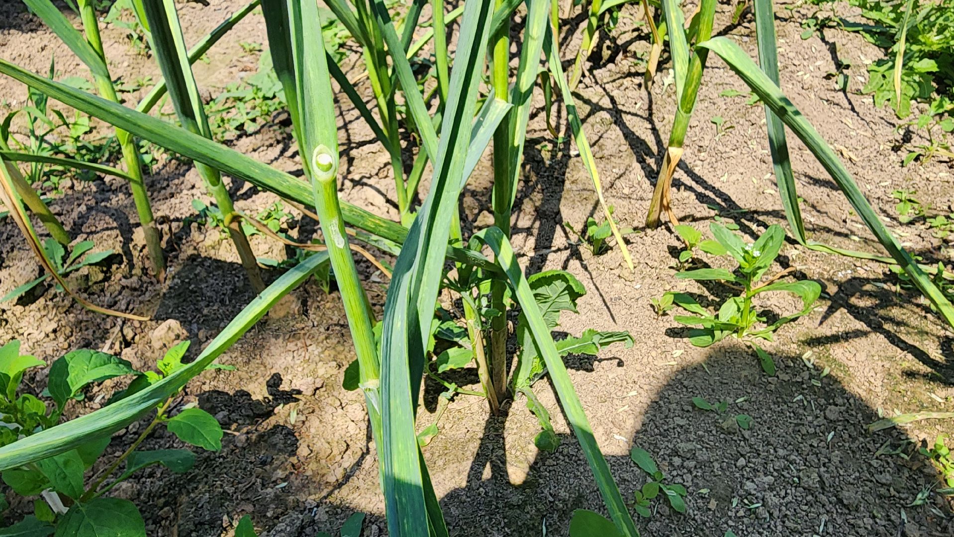 ступино, сельское хозяйство, наука, селекция, образование,