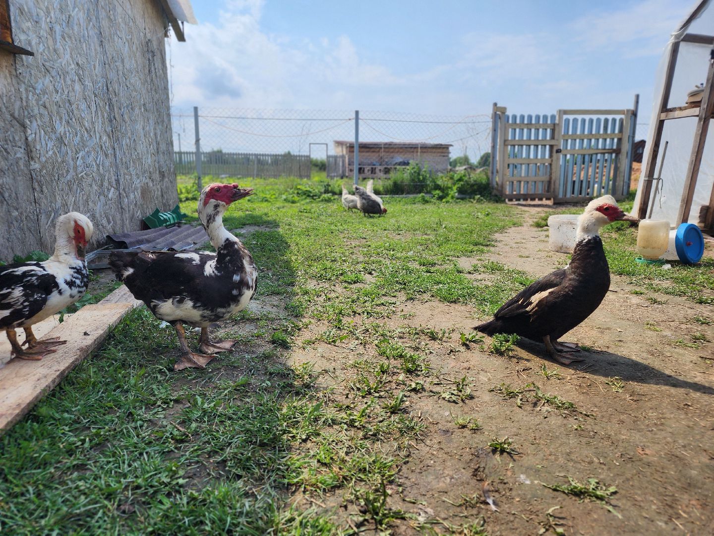 сергиев посад, сергиево-посадский городской округ, филисово, мамино лукошко, родовое имение, многодетная семья, подворье,