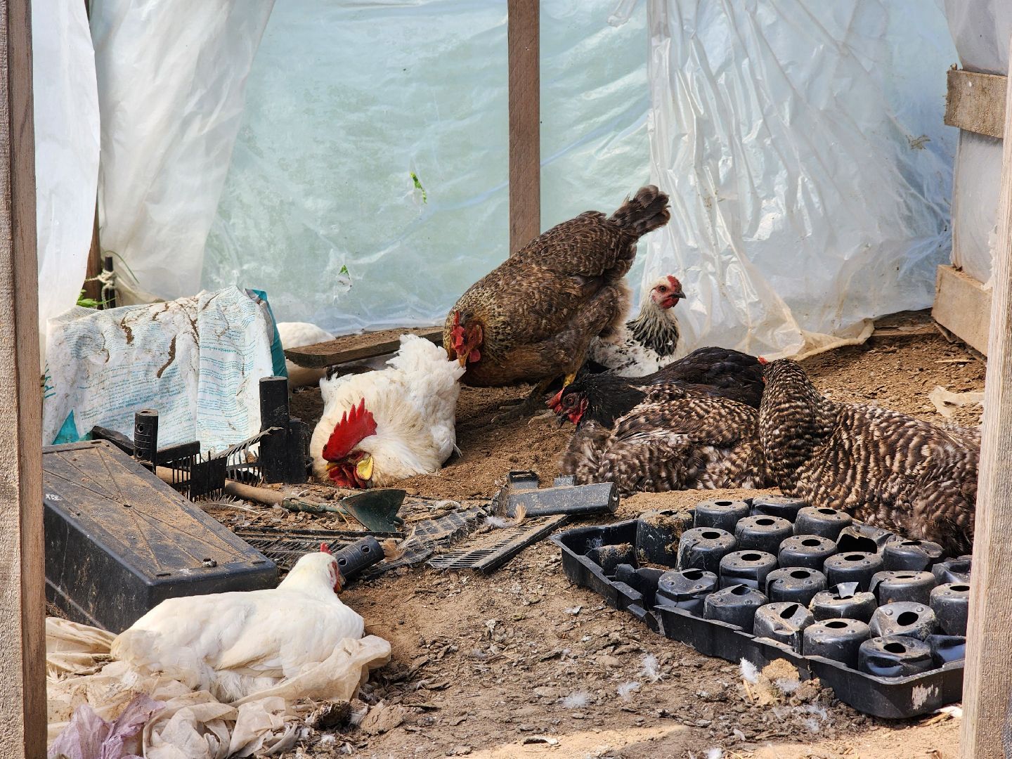 сергиев посад, сергиево-посадский городской округ, филисово, мамино лукошко, родовое имение, многодетная семья, подворье,