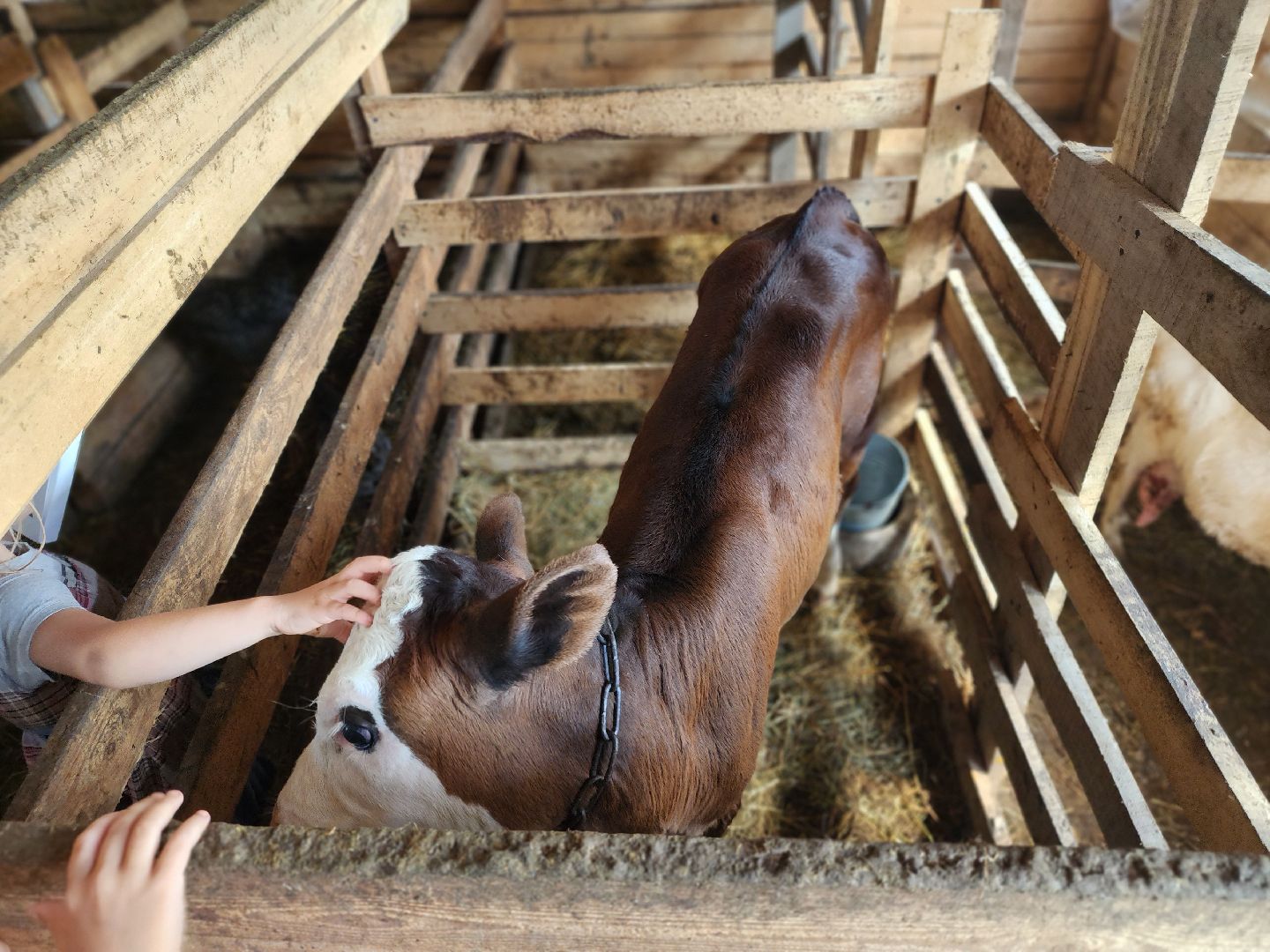 сергиев посад, сергиево-посадский городской округ, филисово, мамино лукошко, родовое имение, многодетная семья, подворье,