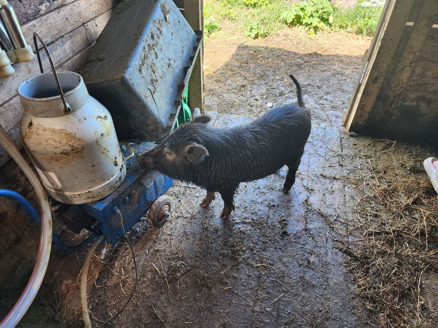 сергиев посад, сергиево-посадский городской округ, филисово, мамино лукошко, родовое имение, многодетная семья, подворье,