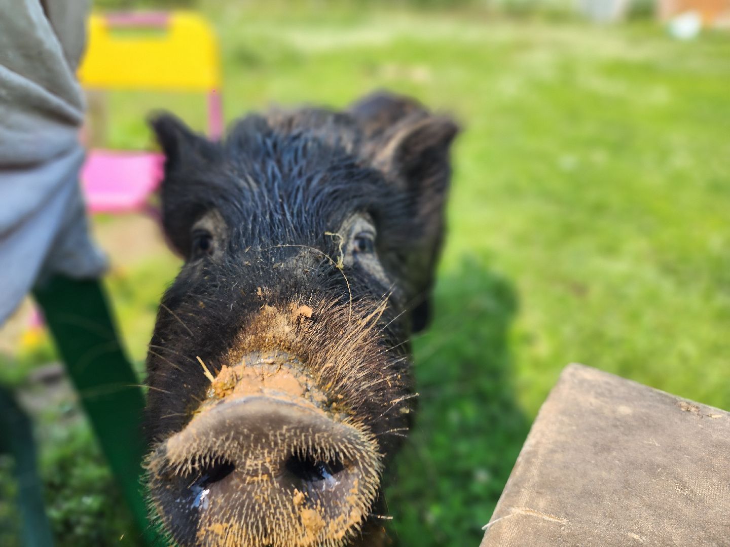 сергиев посад, сергиево-посадский городской округ, филисово, мамино лукошко, родовое имение, многодетная семья, подворье,