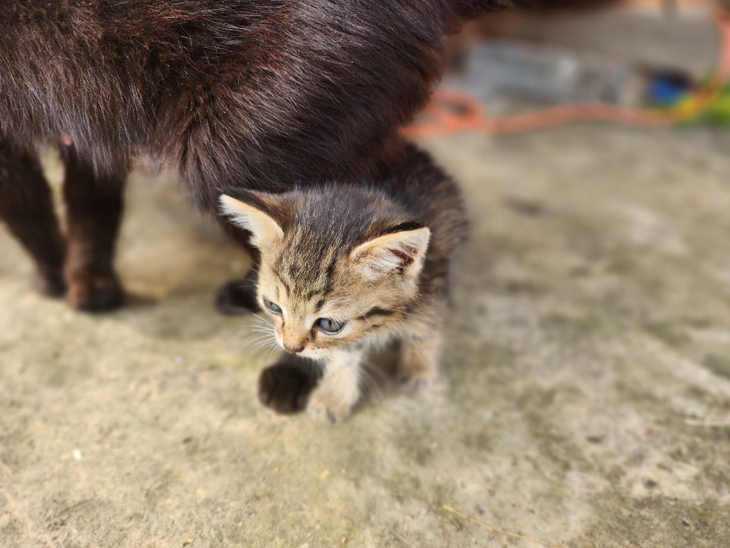 сергиев посад, сергиево-посадский городской округ, филисово, мамино лукошко, родовое имение, многодетная семья, подворье,