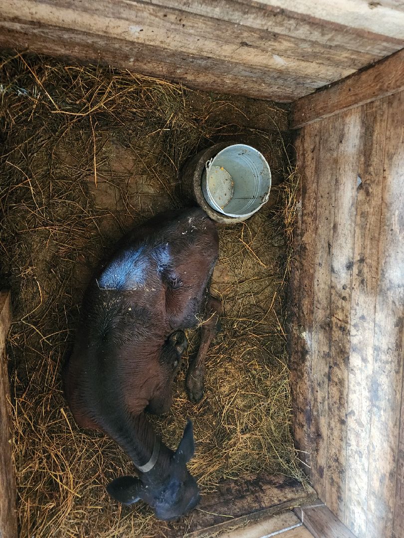 сергиев посад, сергиево-посадский городской округ, филисово, мамино лукошко, родовое имение, многодетная семья, подворье,