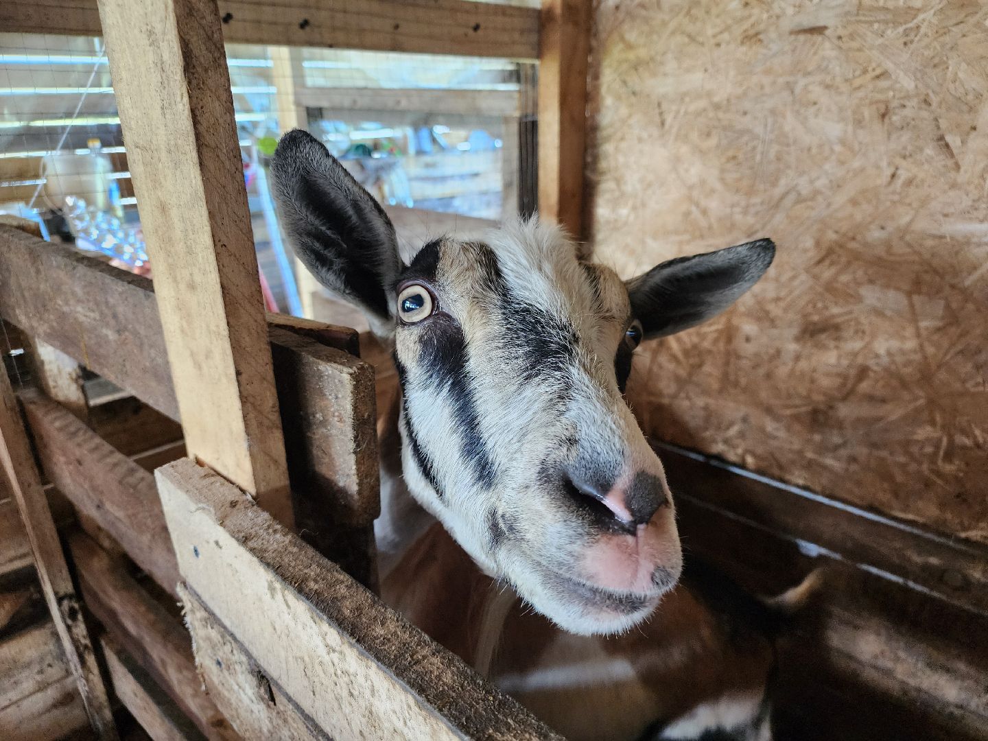 сергиев посад, сергиево-посадский городской округ, филисово, мамино лукошко, родовое имение, многодетная семья, подворье,