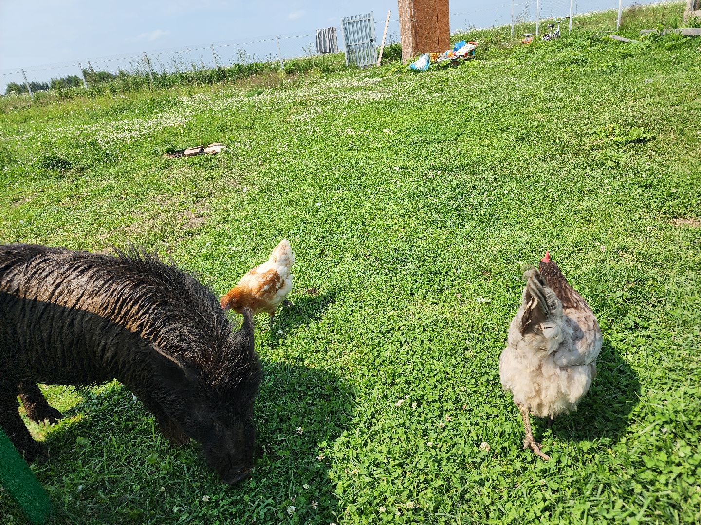 сергиев посад, сергиево-посадский городской округ, филисово, мамино лукошко, родовое имение, многодетная семья, подворье,