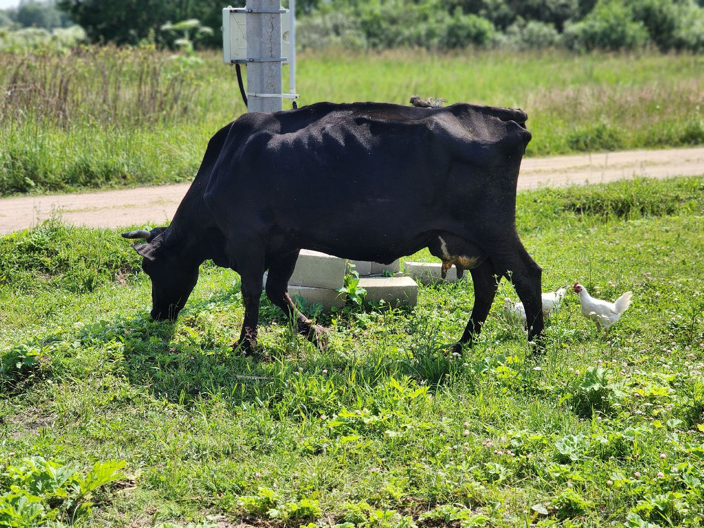 сергиев посад, сергиево-посадский городской округ, филисово, мамино лукошко, родовое имение, многодетная семья, подворье,
