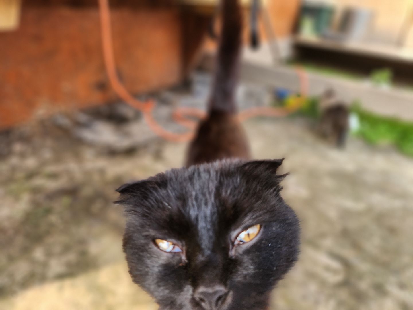 сергиев посад, сергиево-посадский городской округ, филисово, мамино лукошко, родовое имение, многодетная семья, подворье,