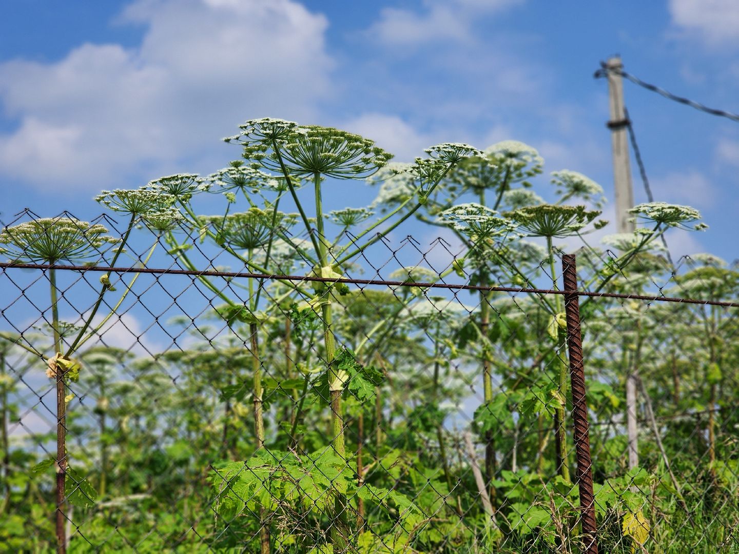 сергиев посад, сергиево-посадский городской округ, филисово, борщевик сосновского,