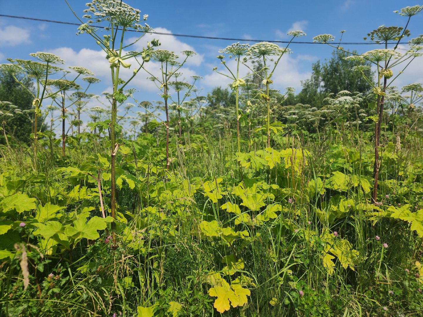 сергиев посад, сергиево-посадский городской округ, филисово, борщевик сосновского,