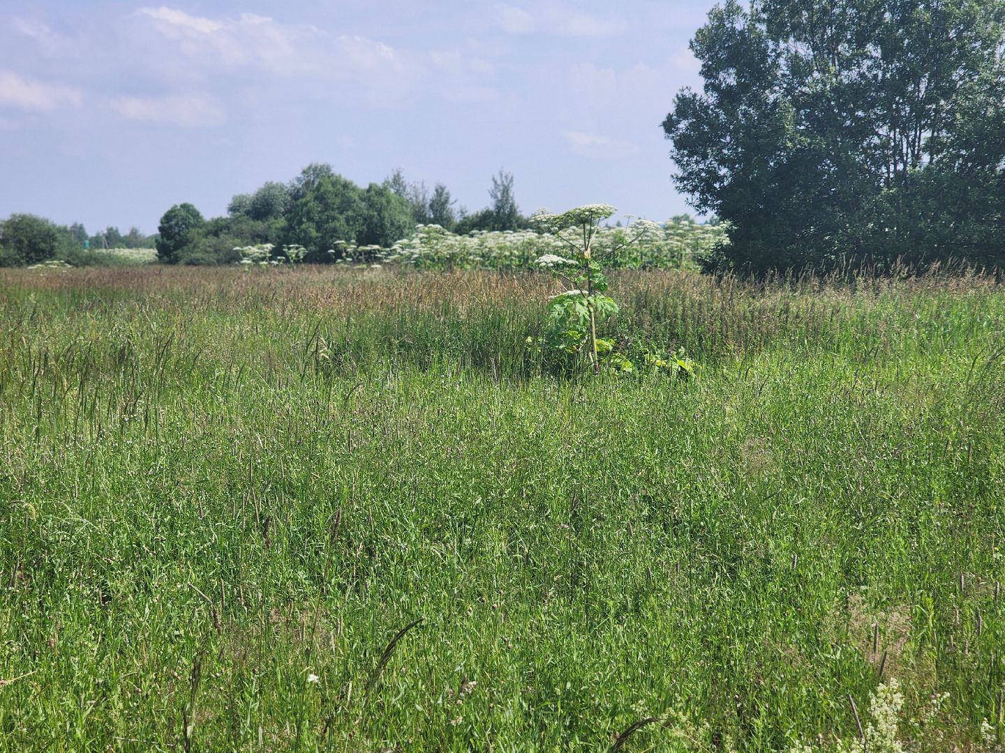 сергиев посад, сергиево-посадский городской округ, филисово, борщевик сосновского,
