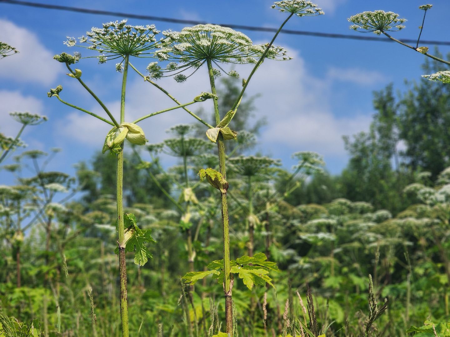 сергиев посад, сергиево-посадский городской округ, филисово, борщевик сосновского,
