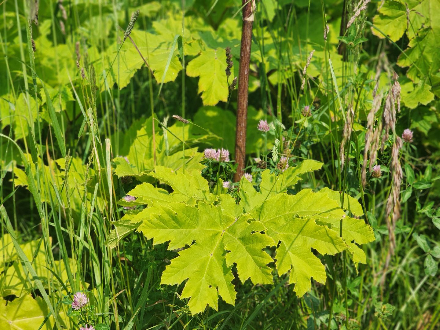 сергиев посад, сергиево-посадский городской округ, филисово, борщевик сосновского,