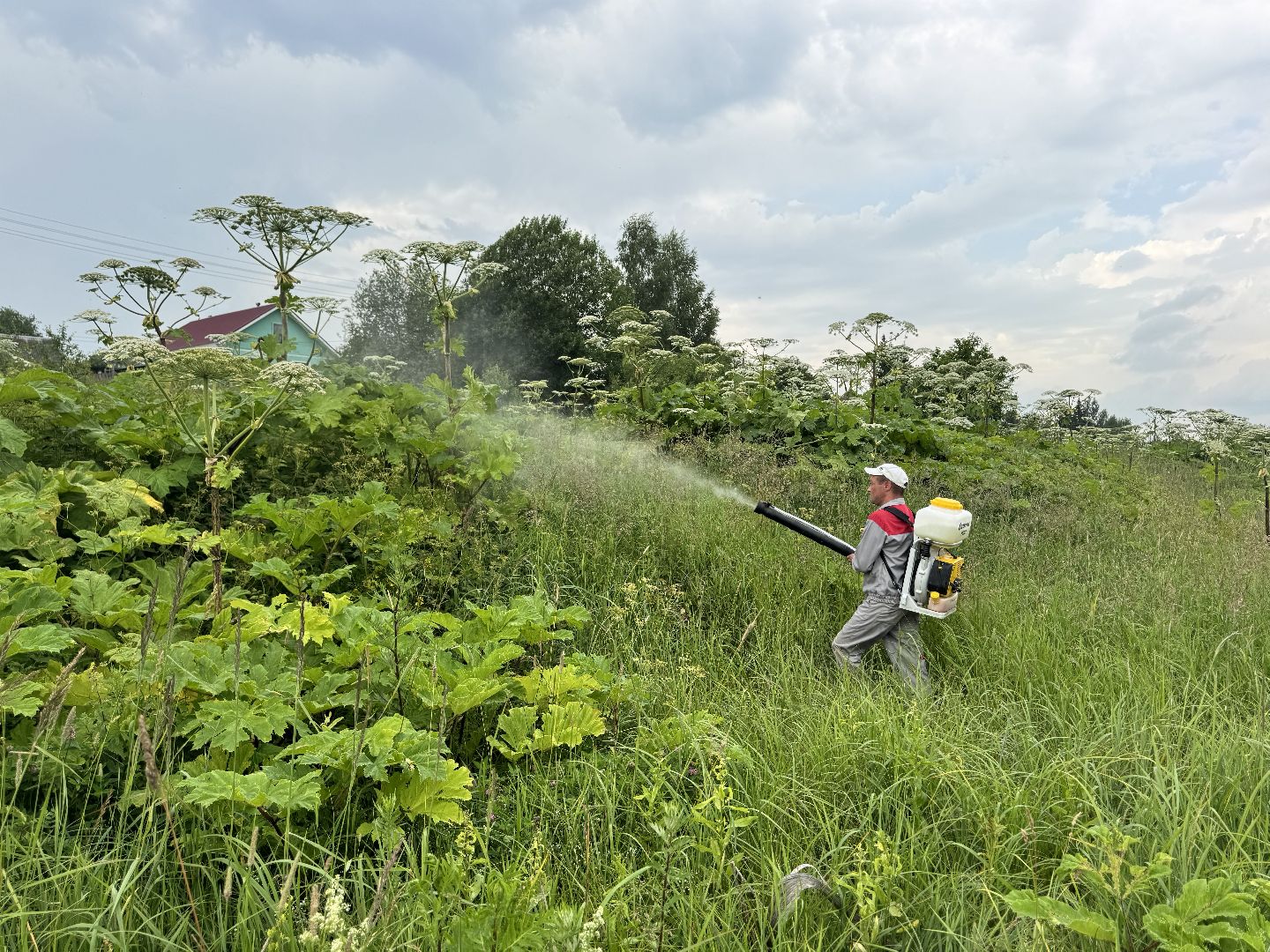 шаховская, борщевик, борщевик сосновского, обработка от борщевика,