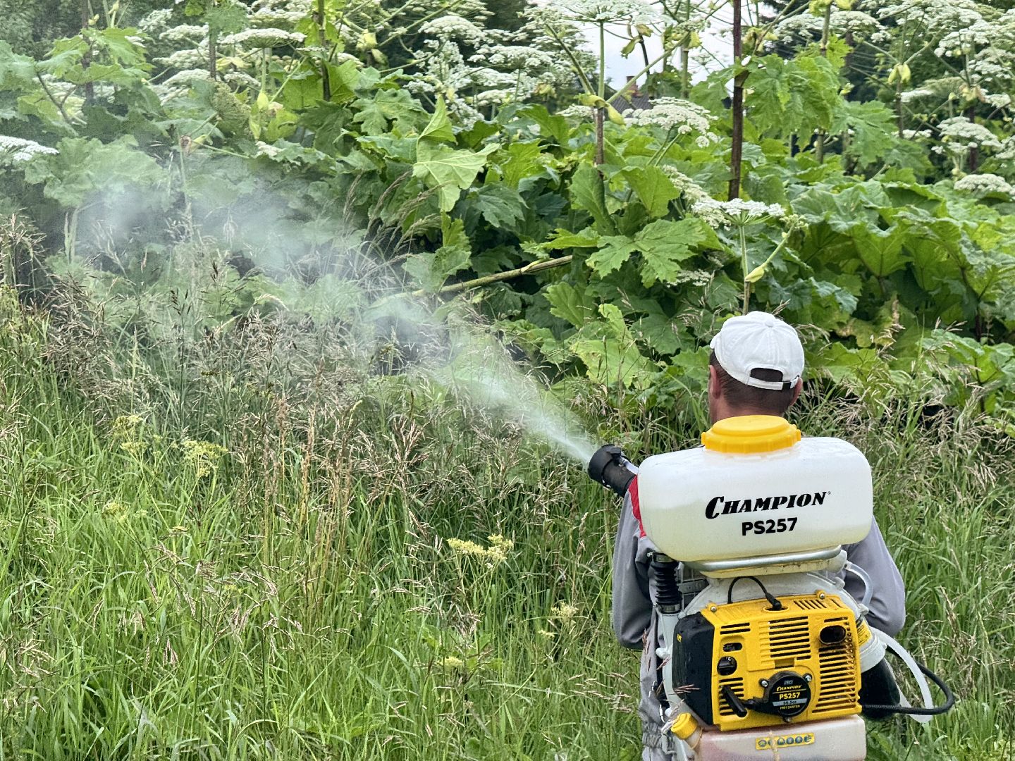 шаховская, борщевик, борщевик сосновского, обработка от борщевика,