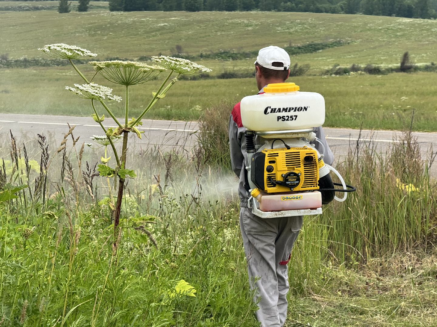 шаховская, борщевик, борщевик сосновского, обработка от борщевика,