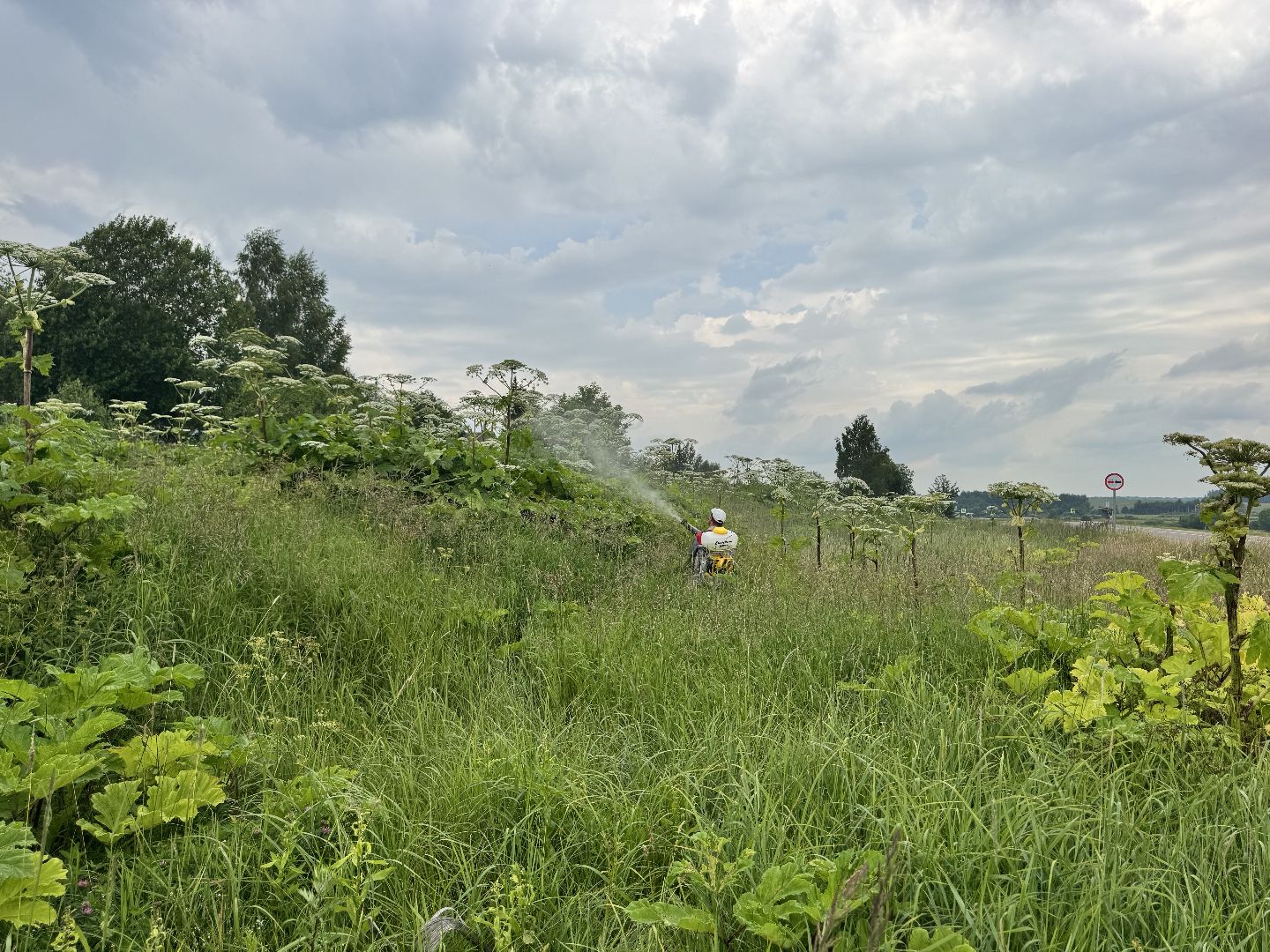 шаховская, борщевик, борщевик сосновского, обработка от борщевика,