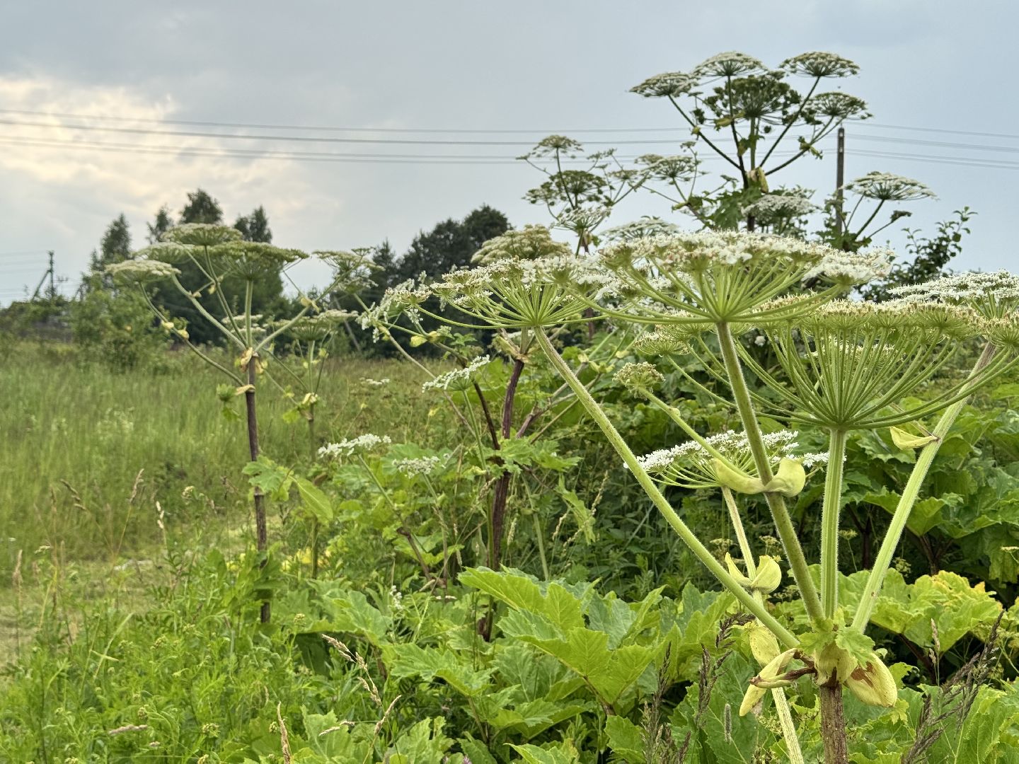 шаховская, борщевик, борщевик сосновского, обработка от борщевика,