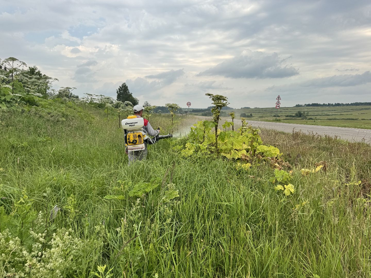 шаховская, борщевик, борщевик сосновского, обработка от борщевика,