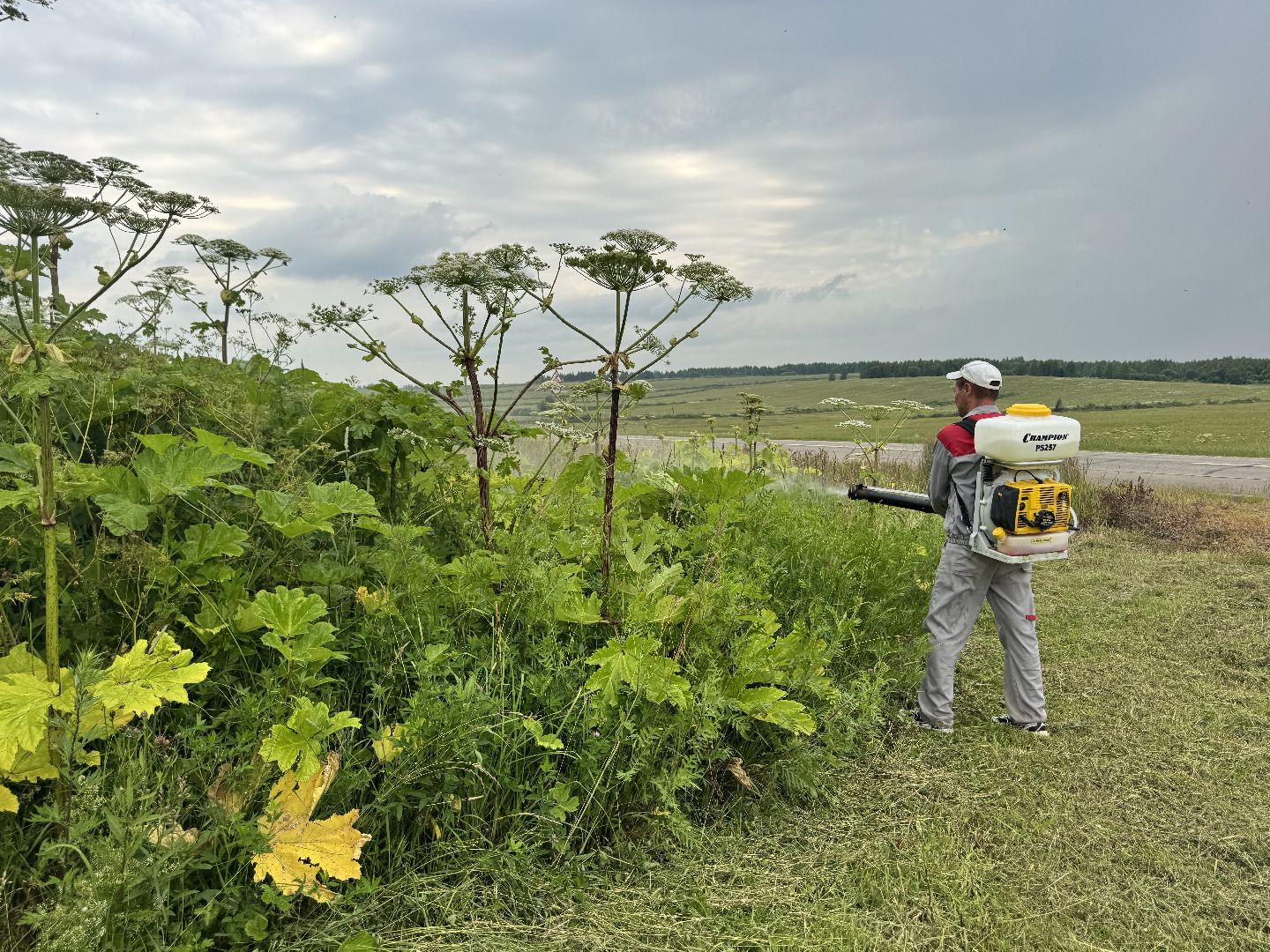 шаховская, борщевик, борщевик сосновского, обработка от борщевика,